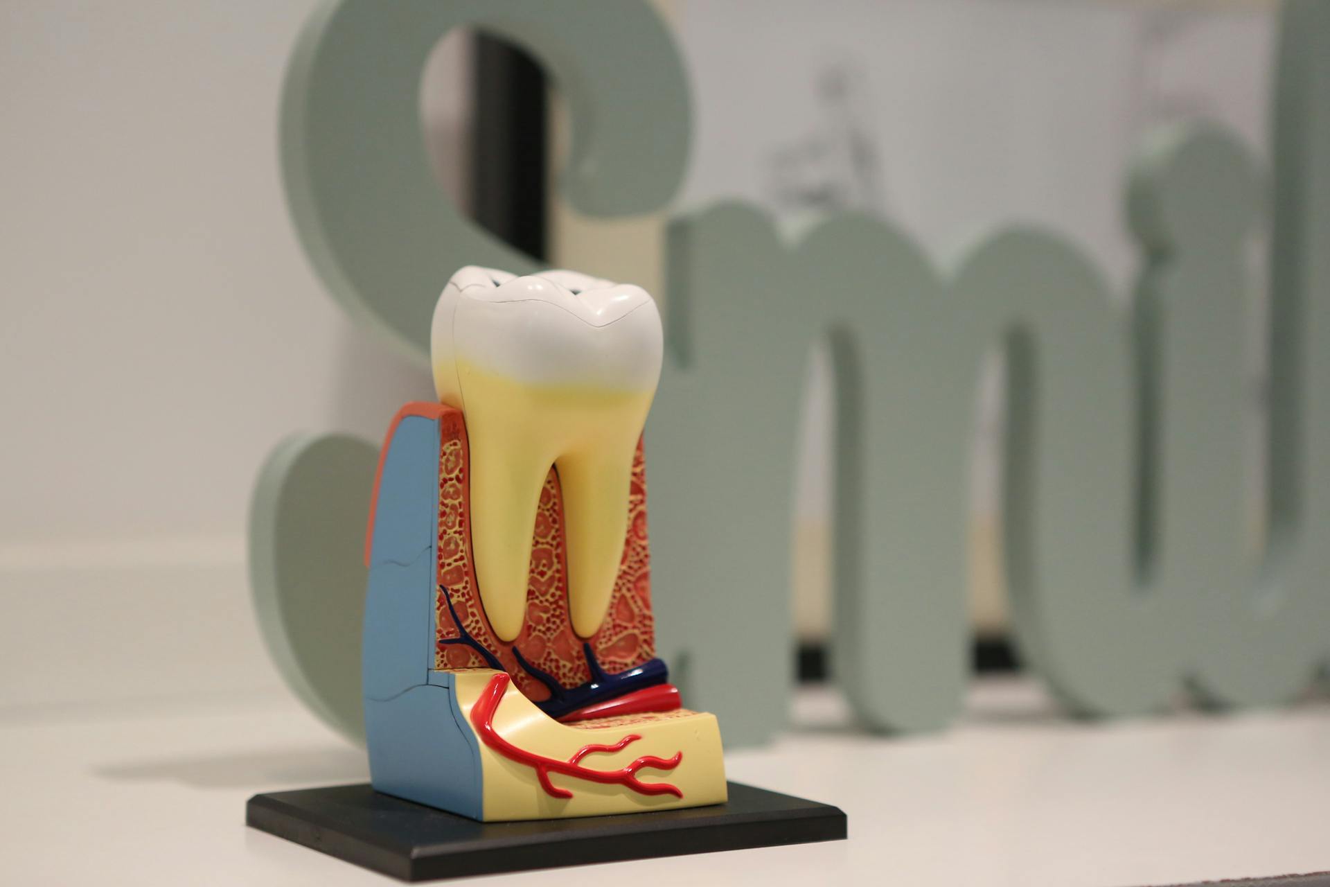 Anatomical tooth model detail